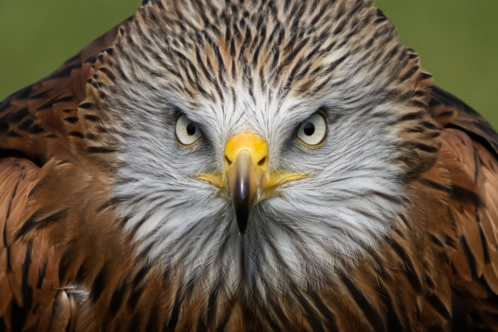 https://www.werkaandemuur.nl/nl/shopwerk/Staredown op grootformaatfoto