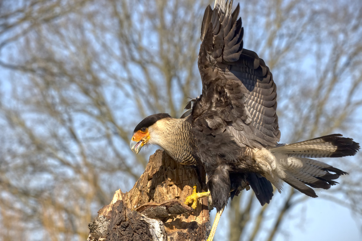 Kuifcaracara (Caracara plancus)
