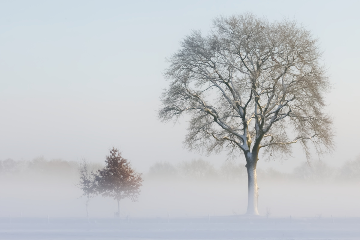 Bomen in de winter