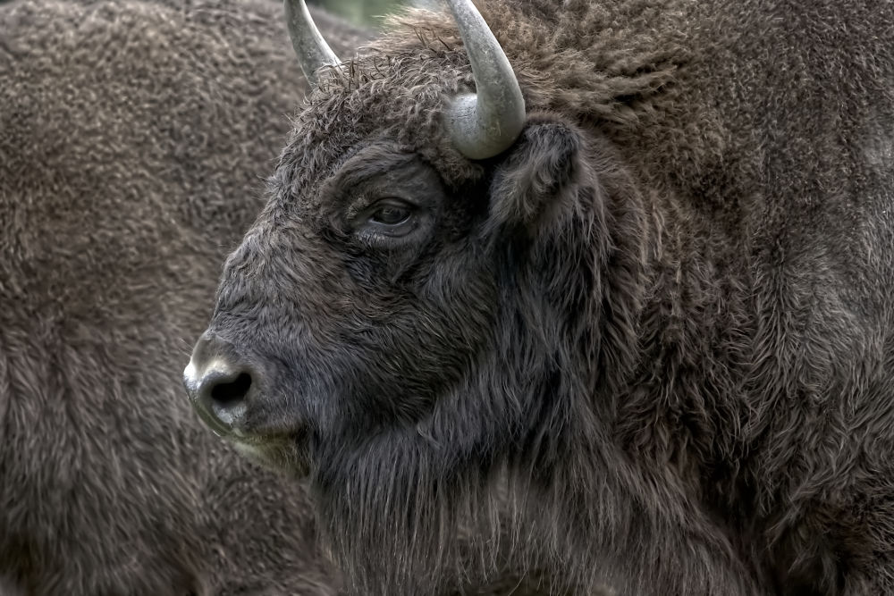 Wisent Portret