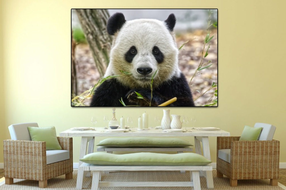 Portret Reuze Panda 